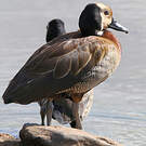 Dendrocygne veuf