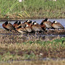 Dendrocygne veuf
