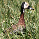 Dendrocygne veuf