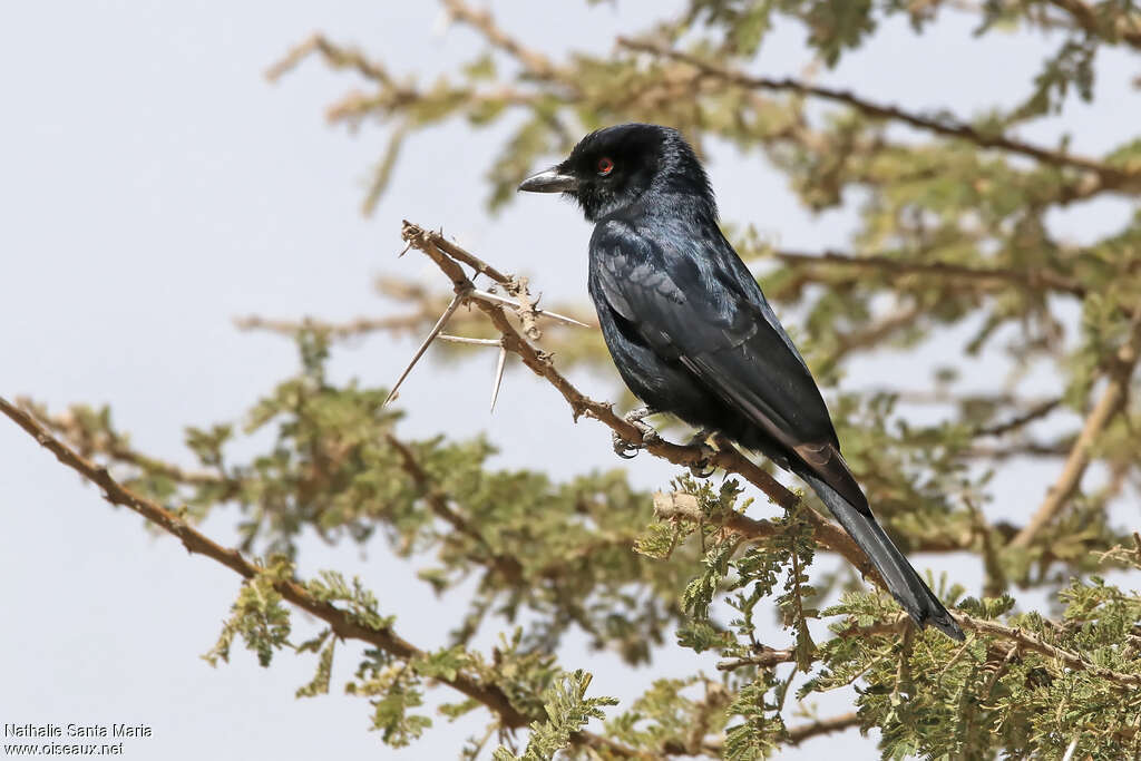 Drongo brillantadulte, pigmentation