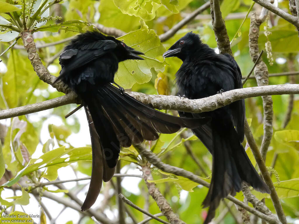 Drongo de Mayotteadulte, parade, Nidification