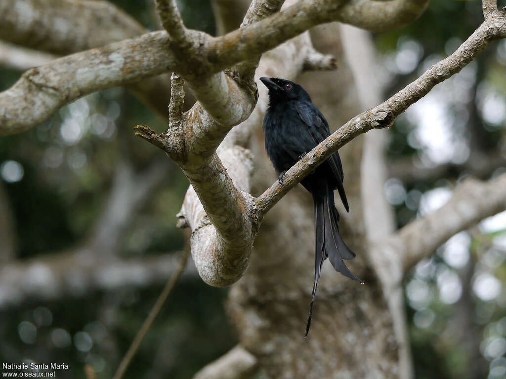 Drongo de Mayotteadulte, identification