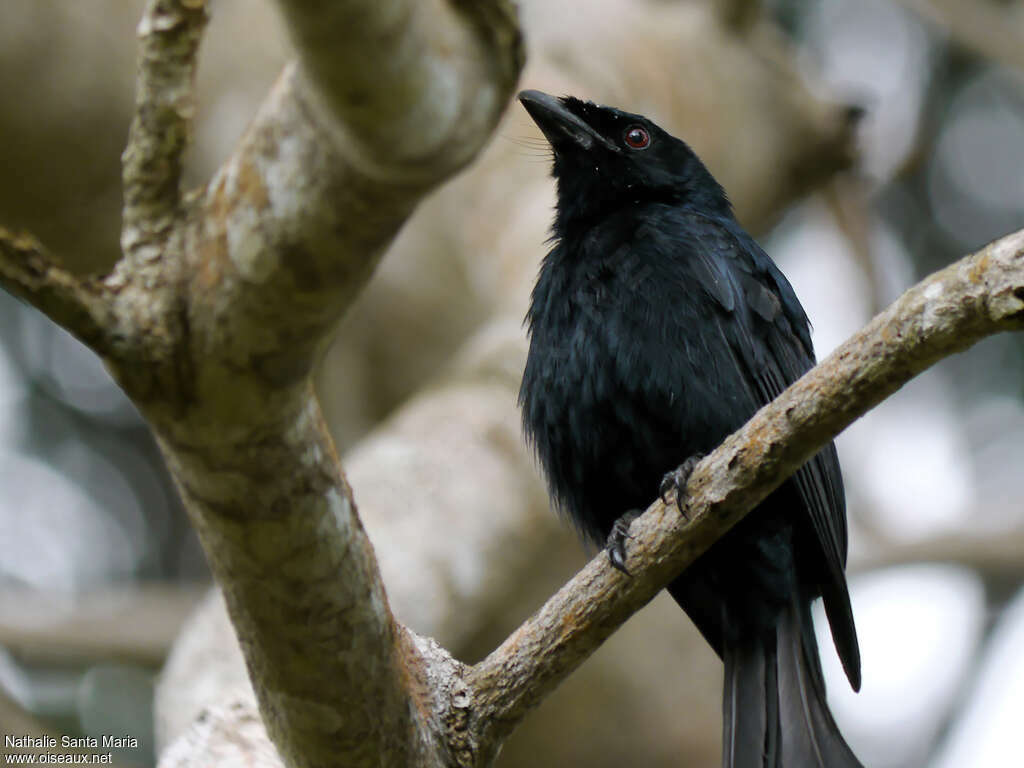 Drongo de Mayotteadulte, identification