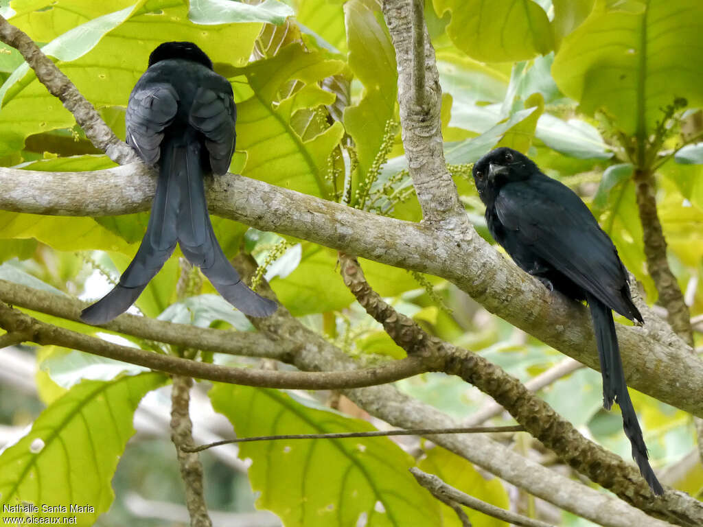 Mayotte Drongoadult, habitat, aspect