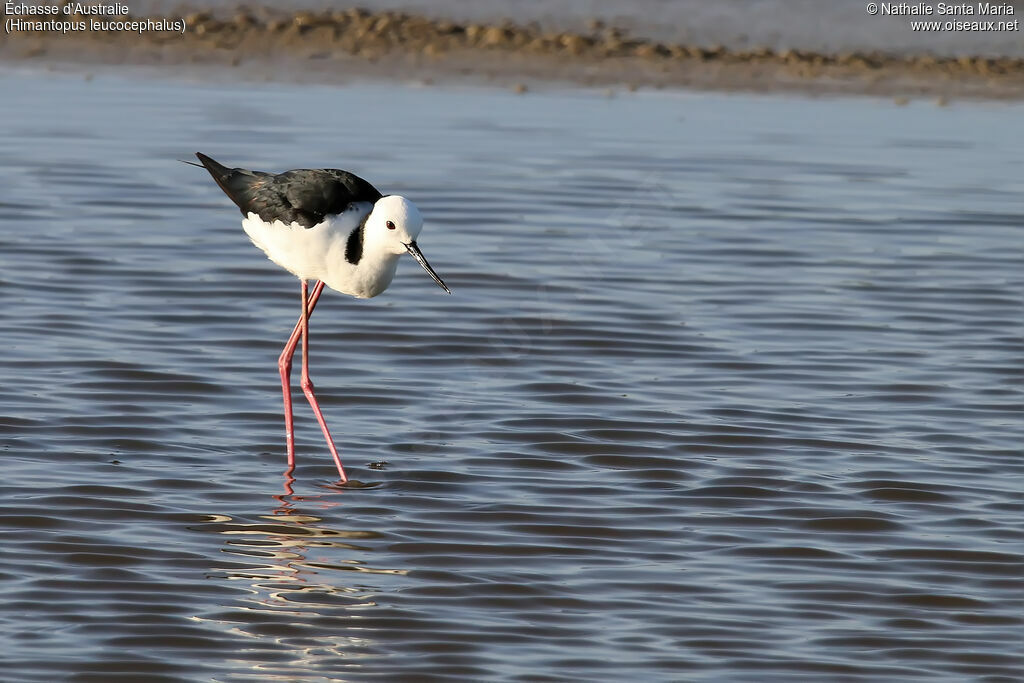 Pied Stiltadult, identification, walking