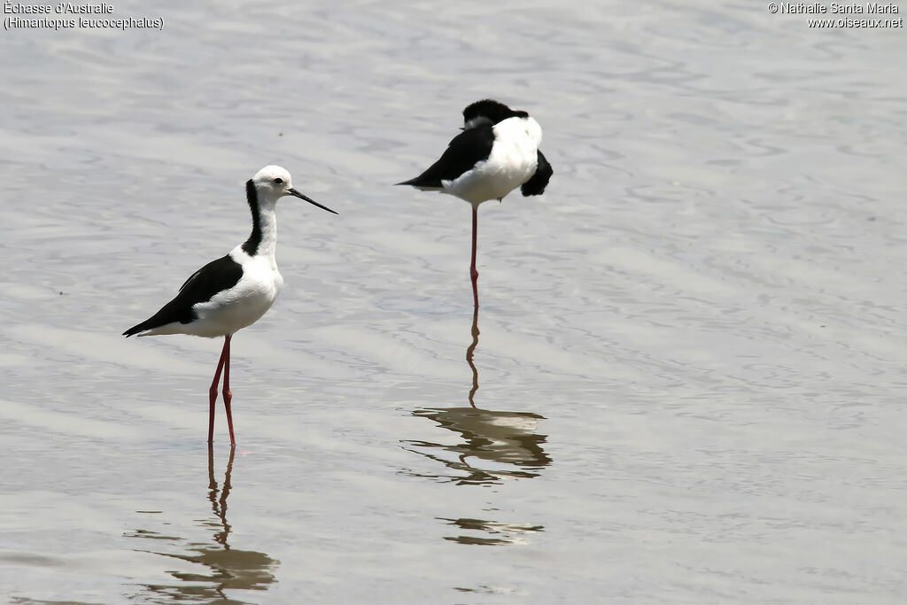 Pied Stiltadult, identification