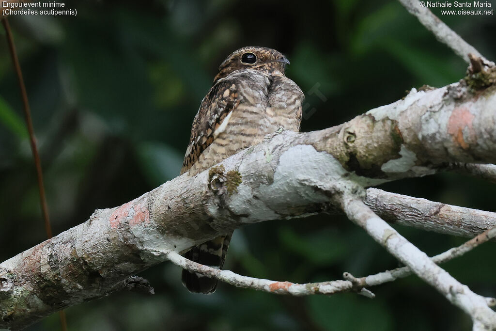 Engoulevent minime mâle adulte, identification