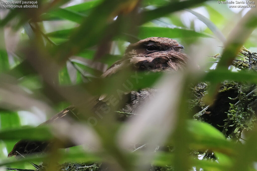 Engoulevent pauraqué