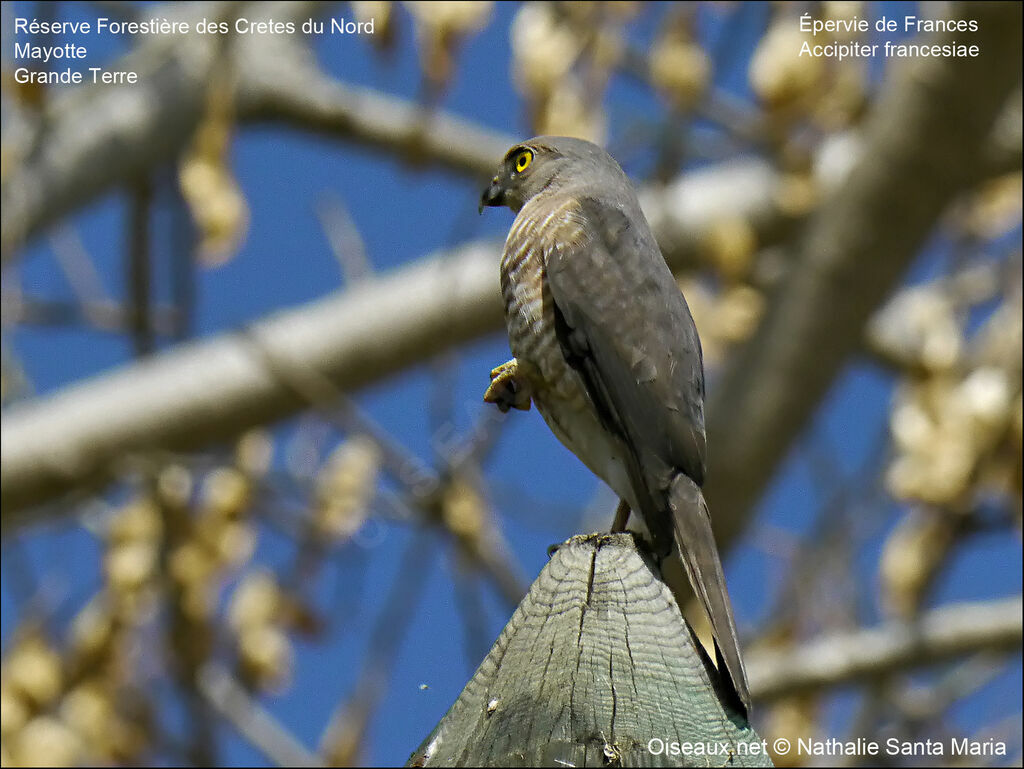 Frances's Sparrowhawk male adult, identification, Behaviour