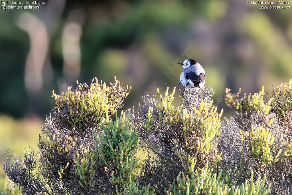 Epthianure à front blanc mâle adulte, habitat