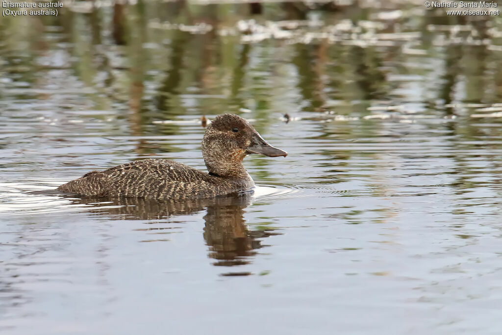 Érismature australe femelle adulte, identification, nage
