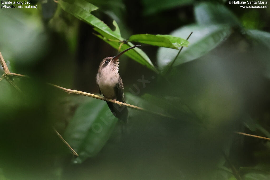 Ermite à long becadulte, identification