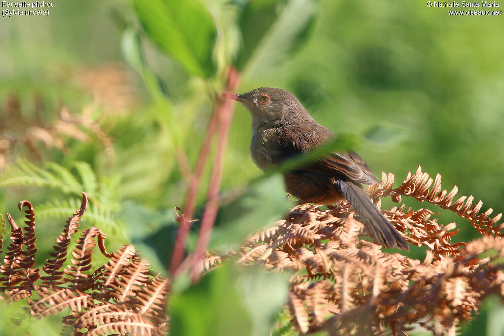 Dartford Warbler female adult, identification, habitat, Behaviour