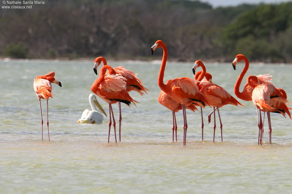 Flamant des Caraïbesadulte, habitat