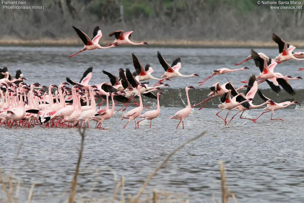 Lesser Flamingo, Flight, walking
