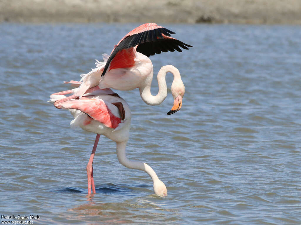Flamant roseadulte, habitat, accouplement.