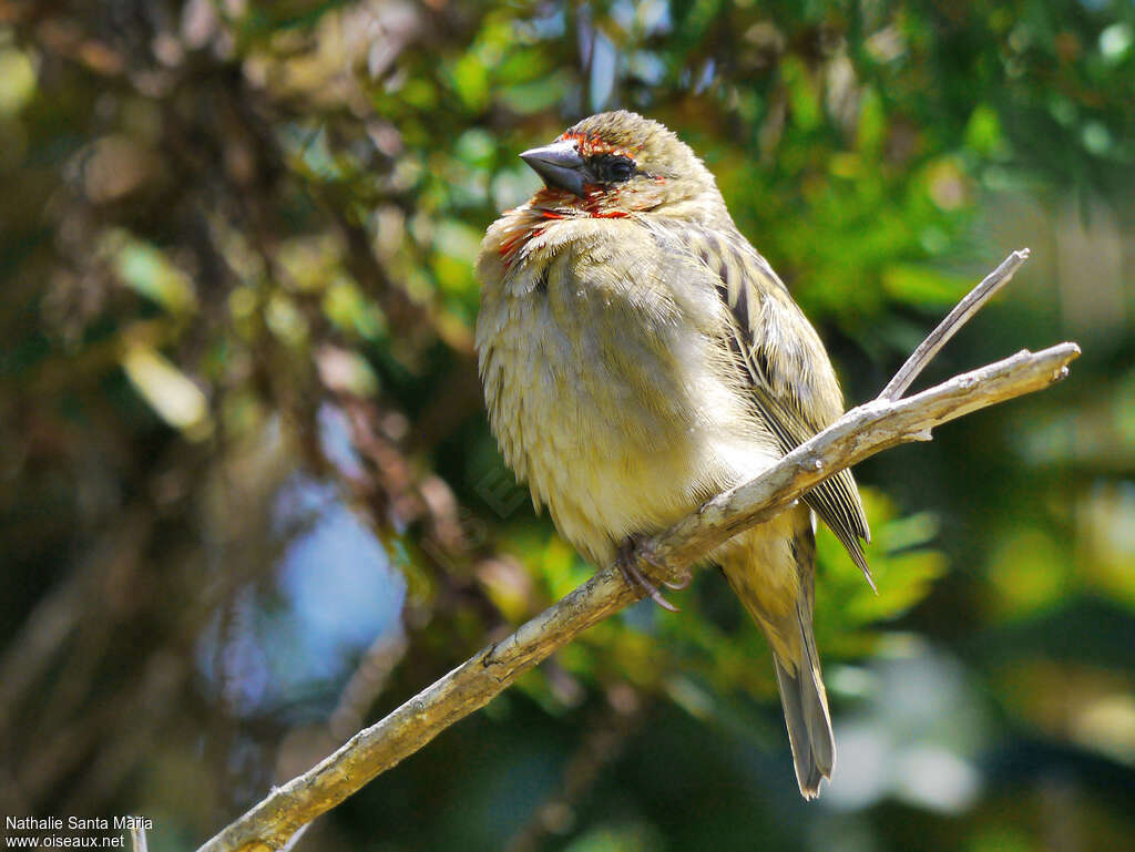 Red Fody male immature, identification, Behaviour