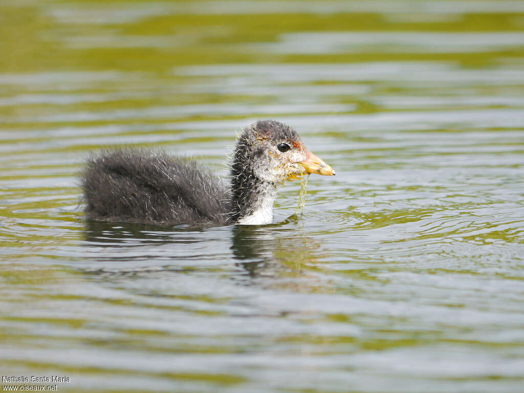 Eurasian CootPoussin, identification