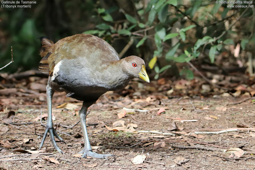 Tasmanian Nativehenadult, identification, walking