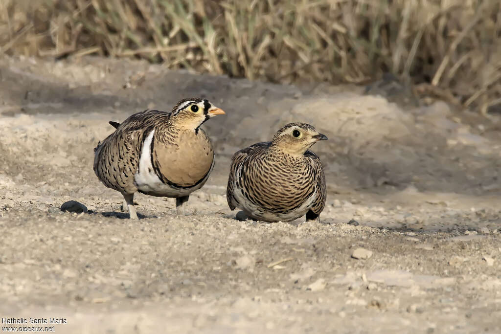 Ganga à face noireadulte, habitat