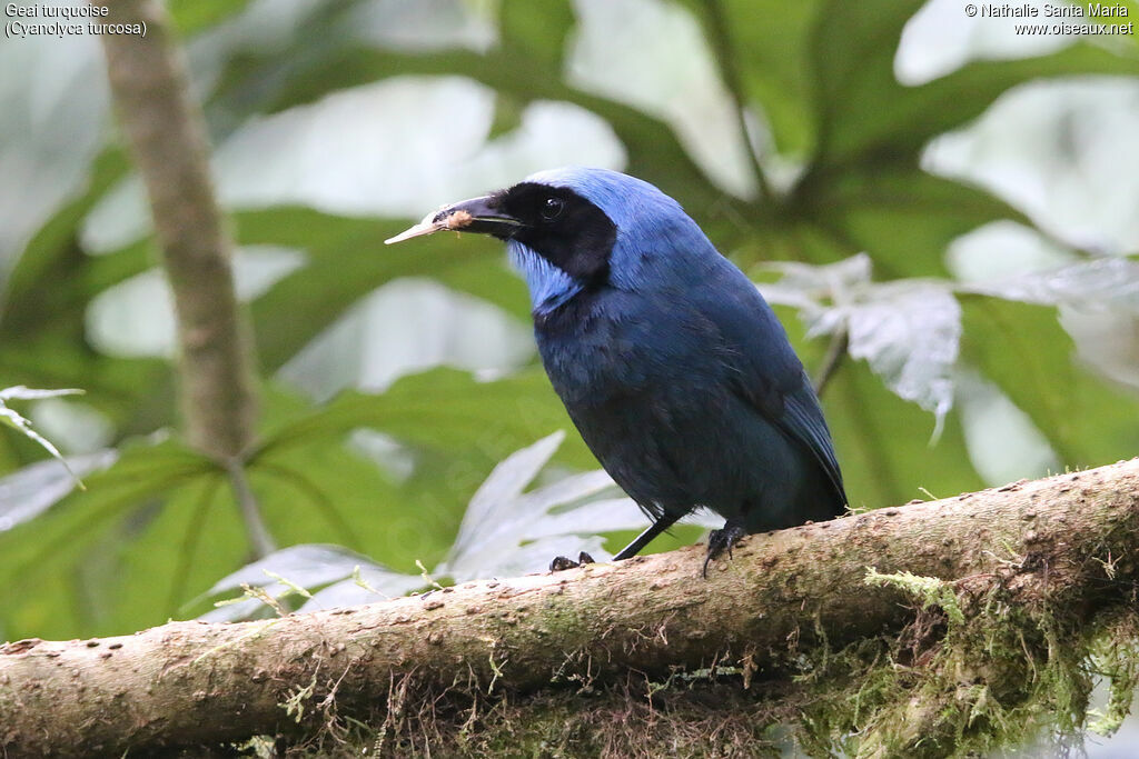 Geai turquoiseadulte, identification, régime, mange