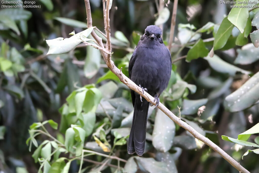 Northern Black Flycatcheradult, identification, habitat