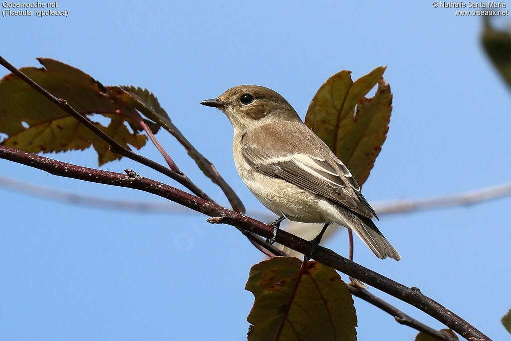 Gobemouche noiradulte, identification