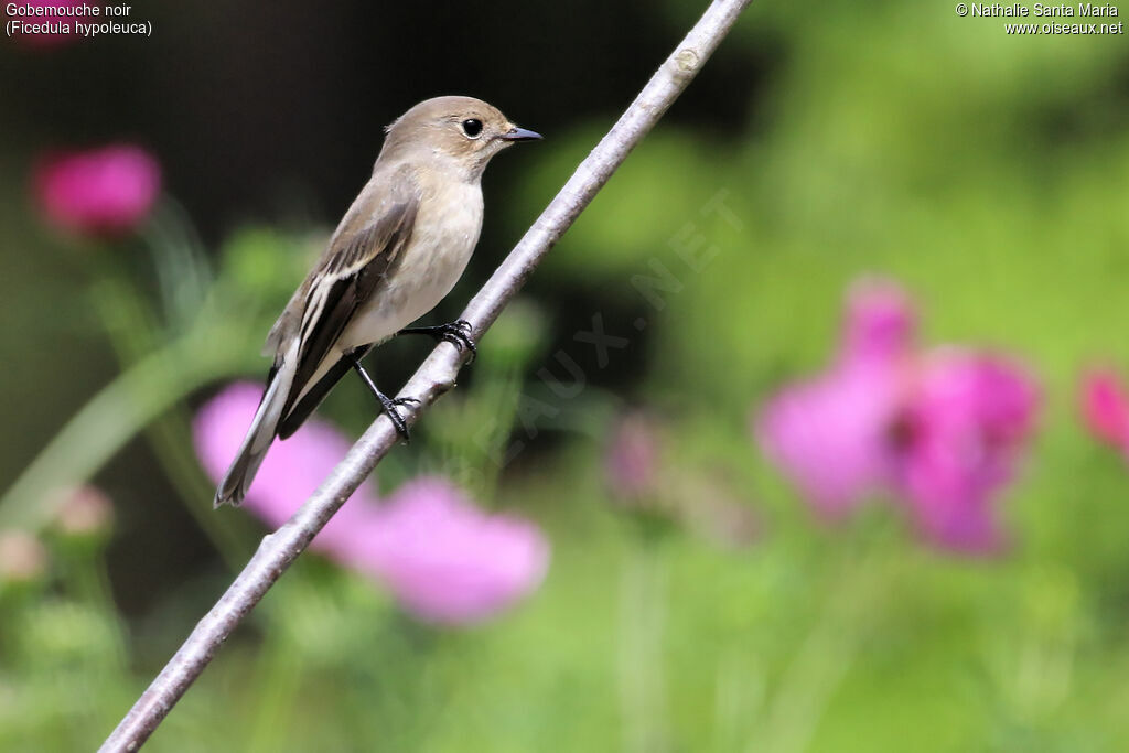 European Pied Flycatcher, identification, Behaviour