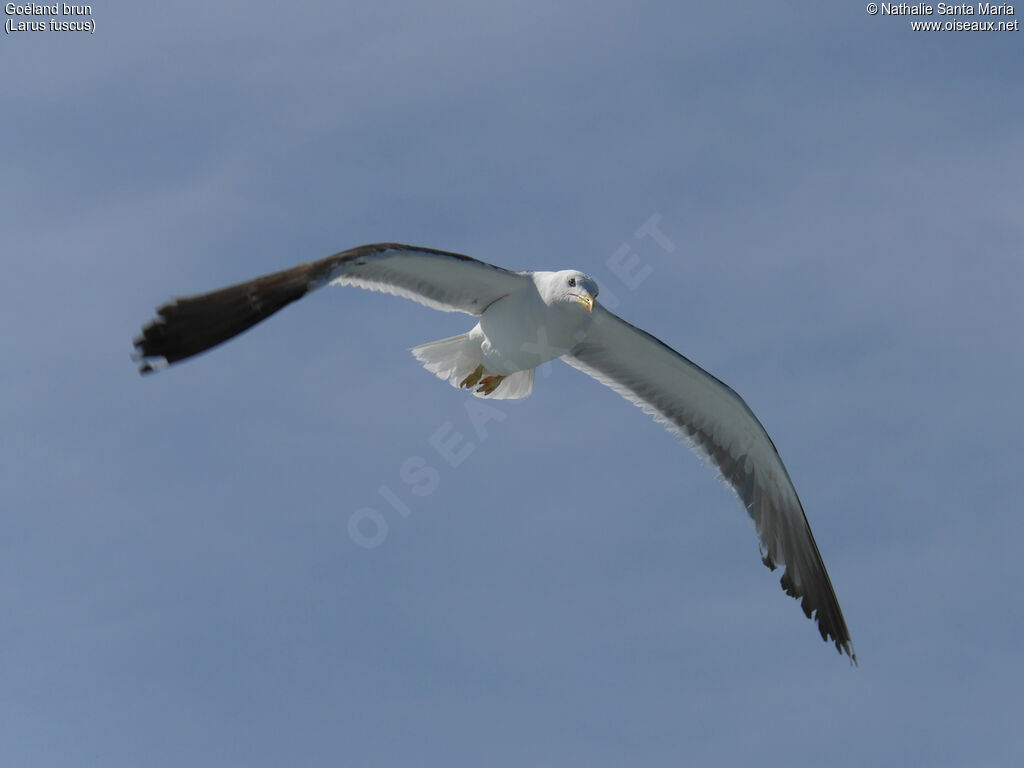 Lesser Black-backed Gulladult, identification, Flight