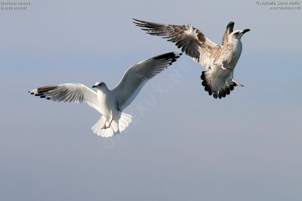 Common Gulladult post breeding, Flight