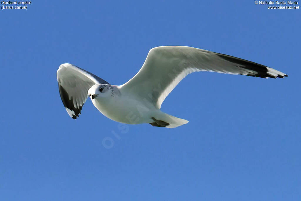Common Gulladult post breeding, Flight