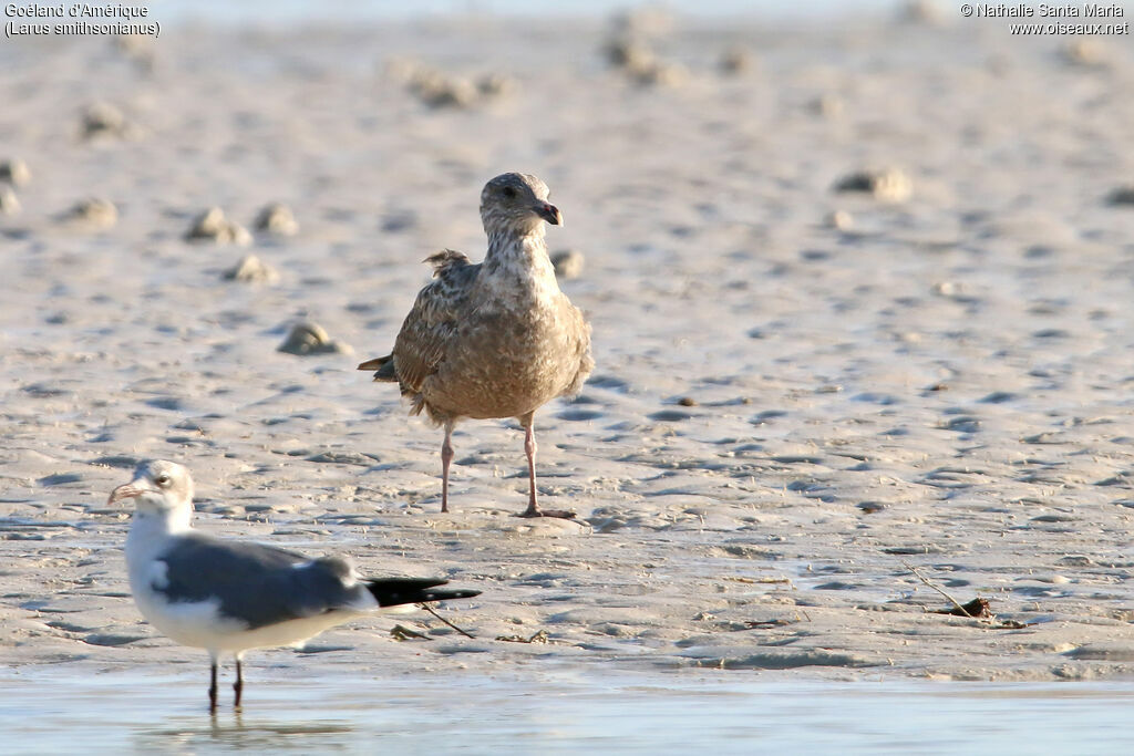 Goéland d'Amériqueimmature, identification