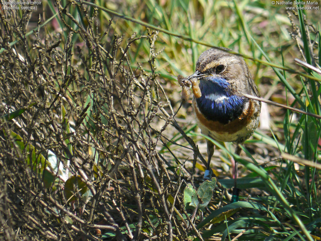 Gorgebleue à miroir mâle adulte, Nidification