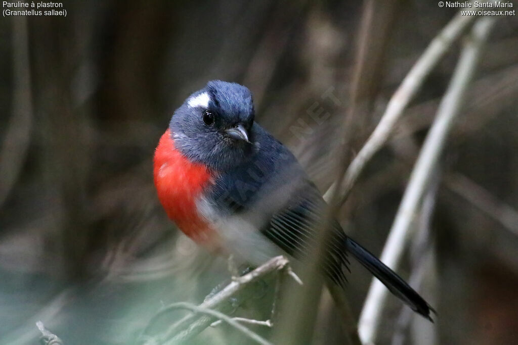 Grey-throated Chat