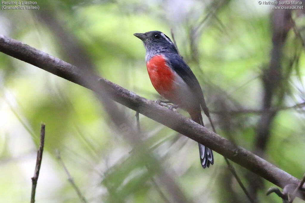 Grey-throated Chat