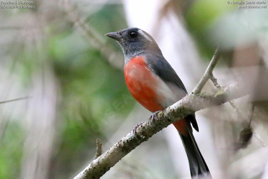 Grey-throated Chat