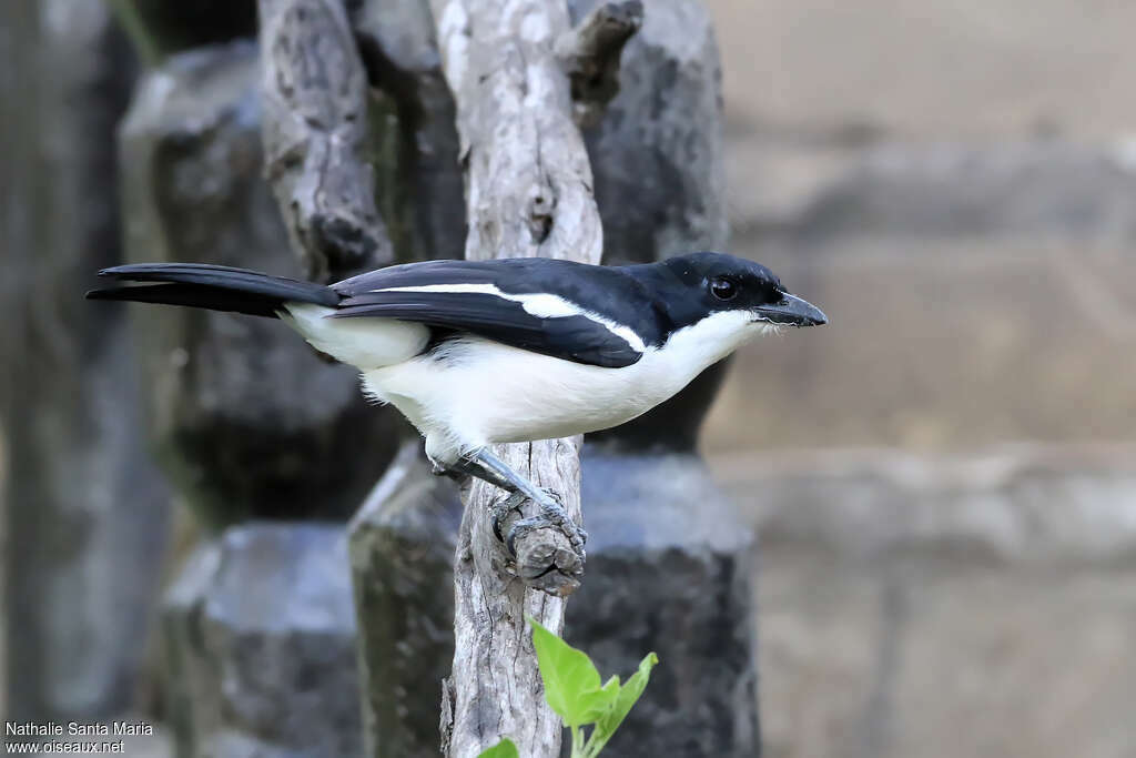 Tropical Boubouadult, identification