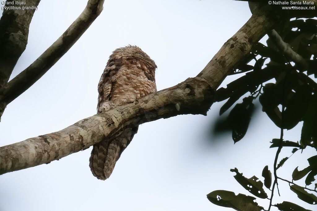 Grand Ibijauadulte, identification, camouflage, pigmentation
