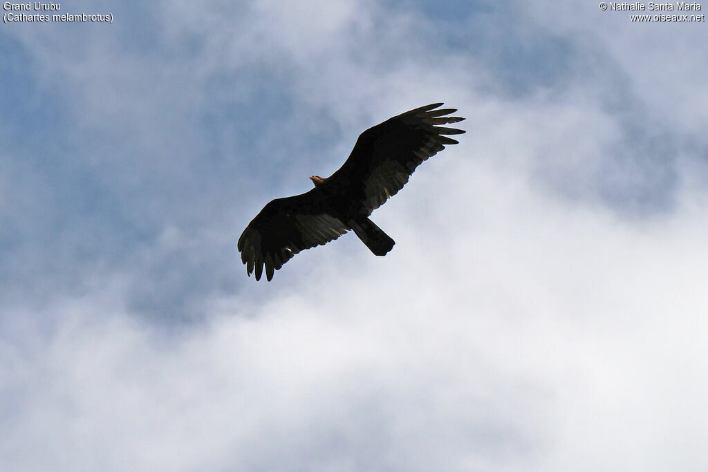 Grand Urubuadulte, identification, Vol