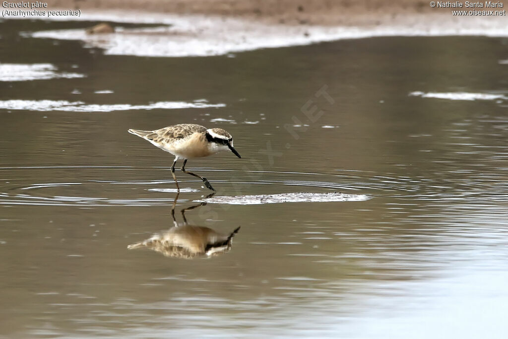 Kittlitz's Ploveradult breeding, identification, habitat, walking