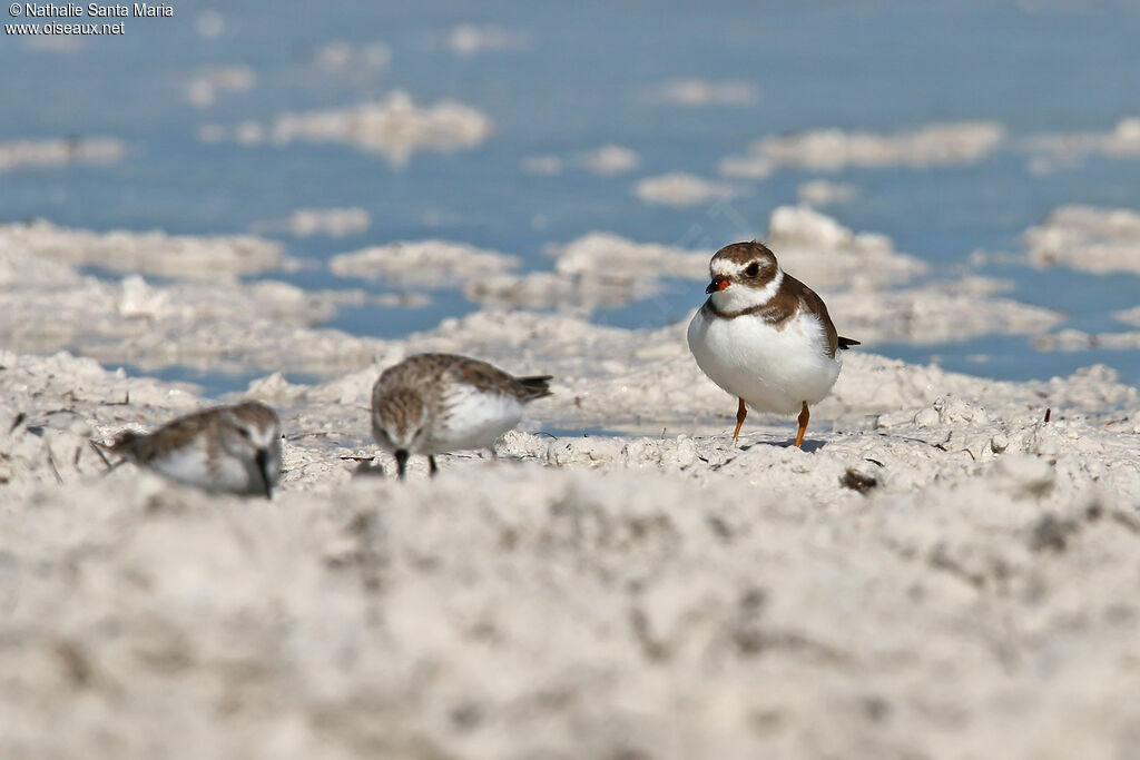 Semipalmated Ploveradult post breeding, identification