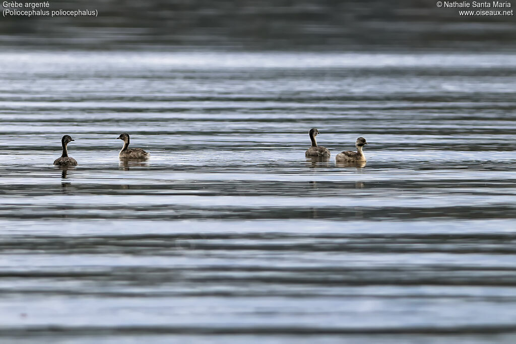 Hoary-headed Grebe, swimming