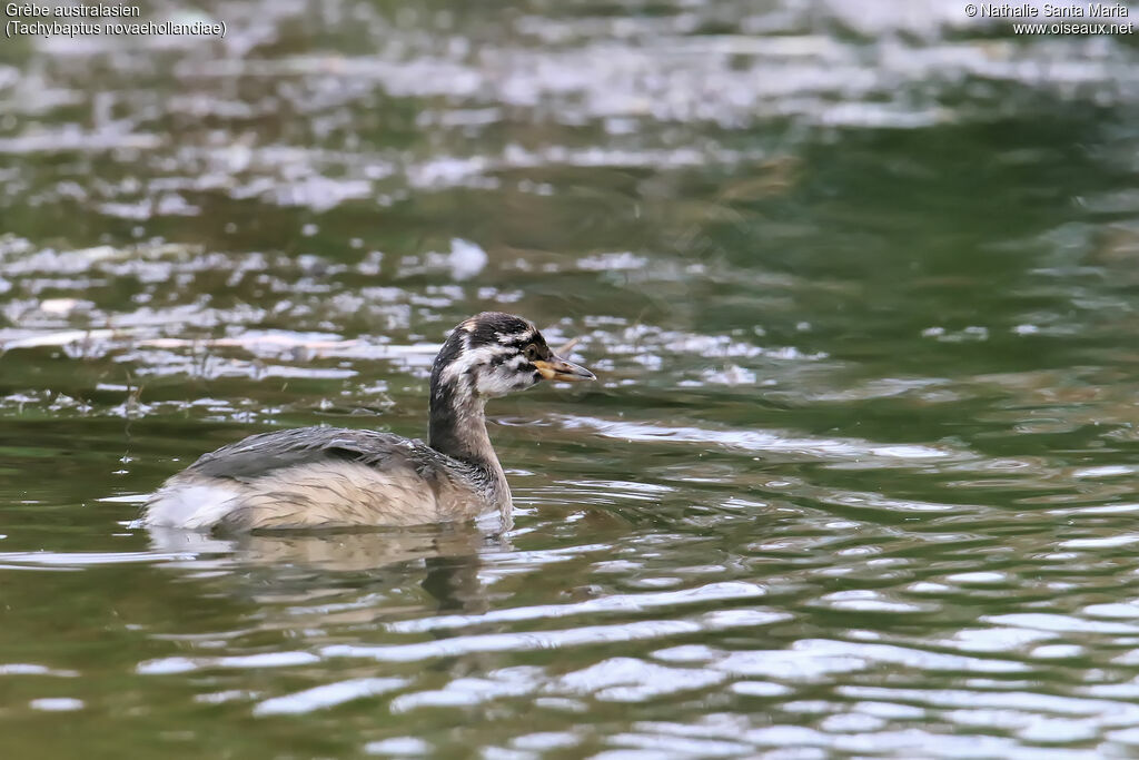 Grèbe australasienjuvénile, identification, nage