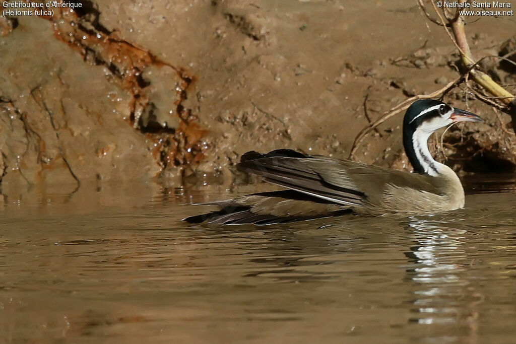 Grébifoulque d'Amériqueadulte, identification, nage
