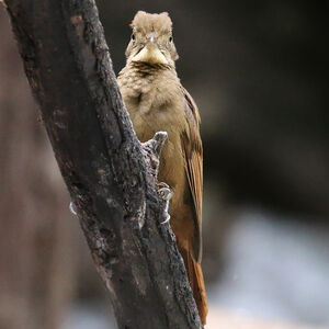 Grimpar à ailes rousses