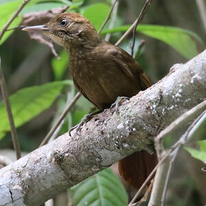 Grimpar à ailes rousses