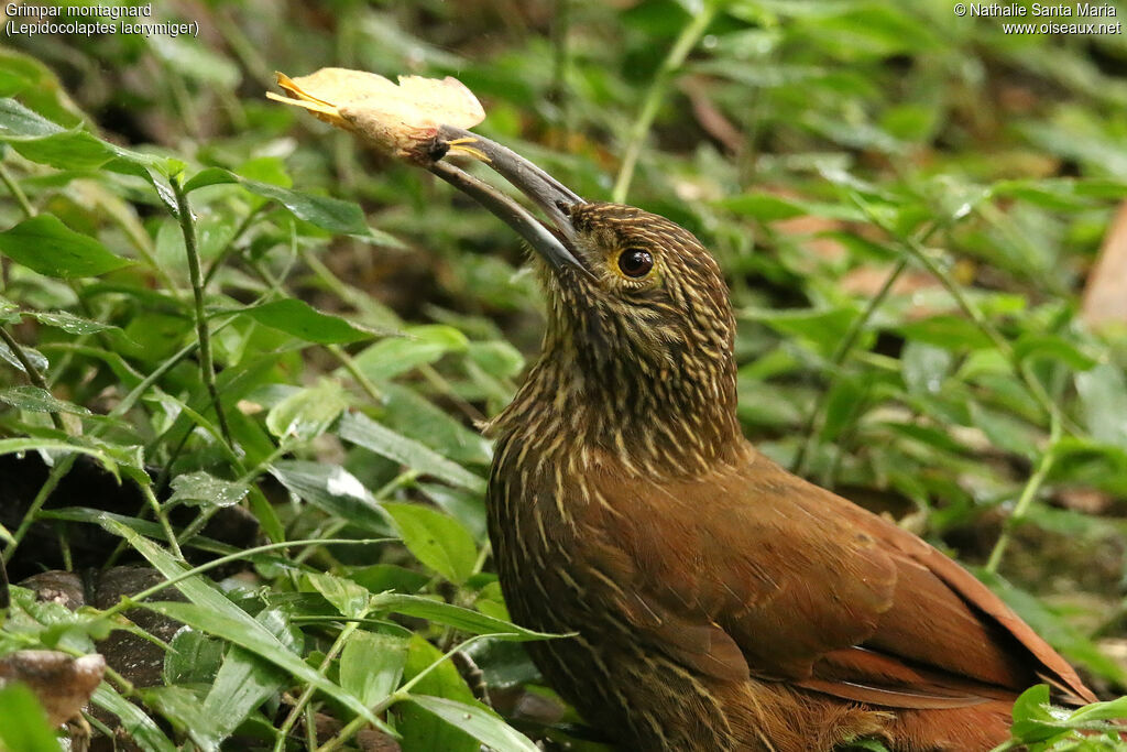 Grimpar montagnardadulte, identification, régime, mange
