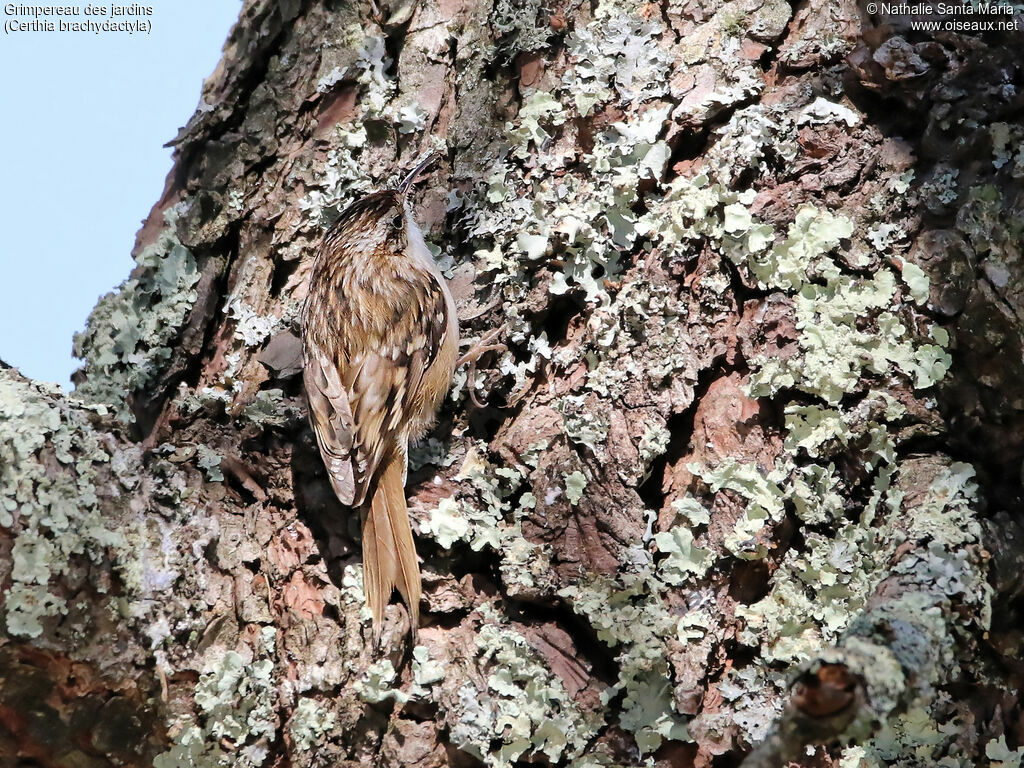 Grimpereau des jardinsadulte, identification, habitat, camouflage, Comportement