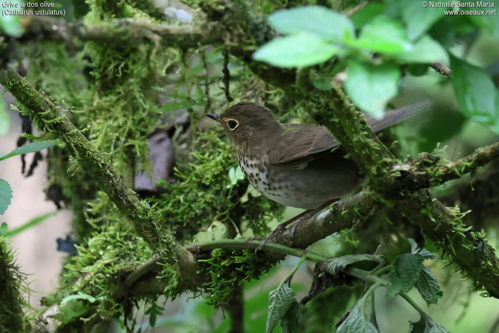 Grive à dos oliveadulte, identification