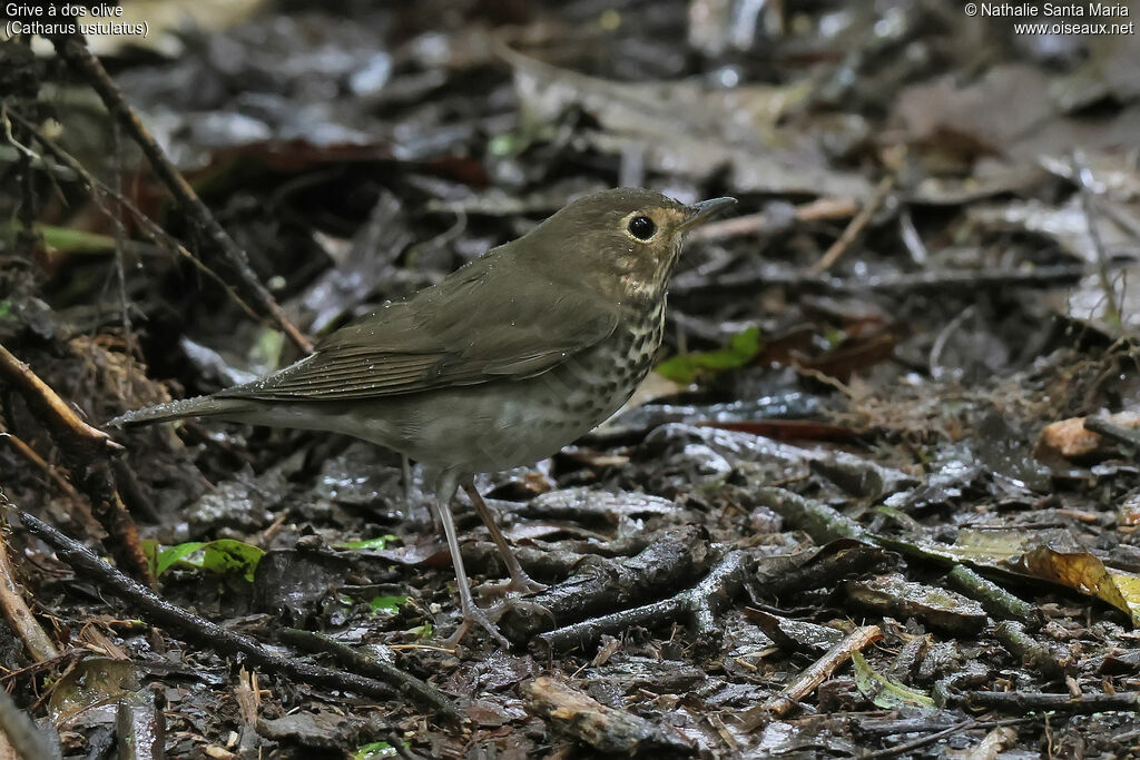 Grive à dos oliveadulte, identification